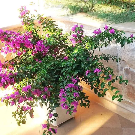 Gracin By Interhome Apartment Povlja (Brac)
